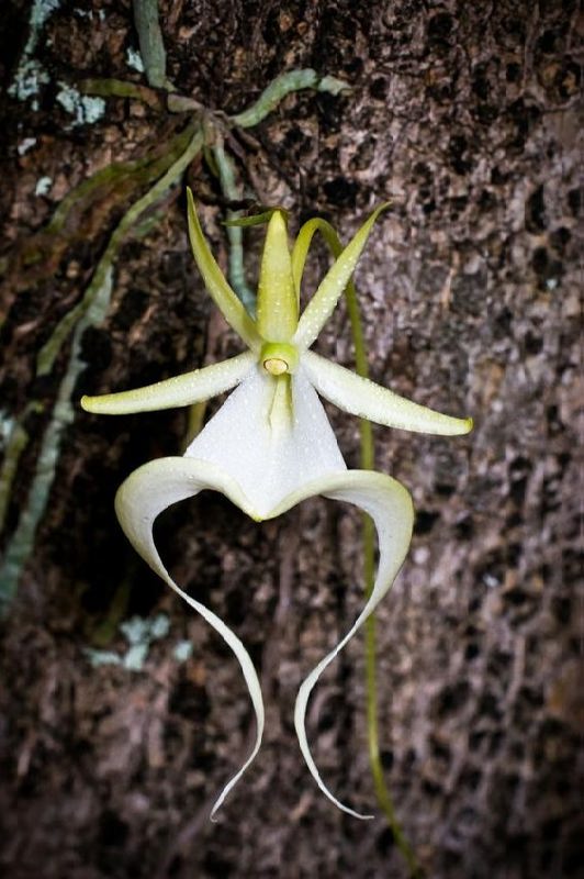 Dendrophylax lindenii, the ghost orchid