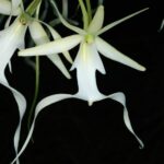 Dendrophylax lindenii, la orquídea fantasma
