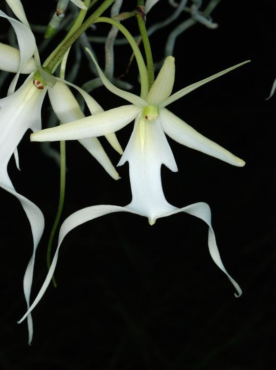 Dendrophylax lindenii, la orquídea fantasma