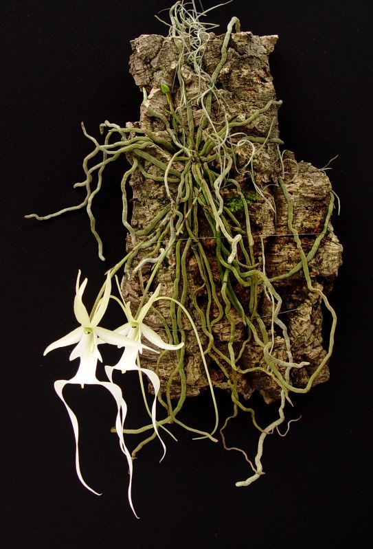 Dendrophylax lindenii, the ghost orchid