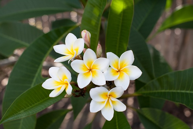 Leyenda de la Plumeria