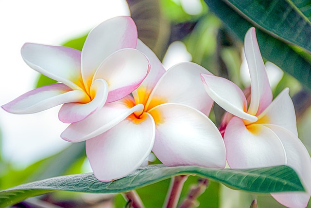 Leyenda de la Plumeria