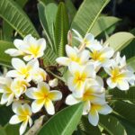 Plumeria