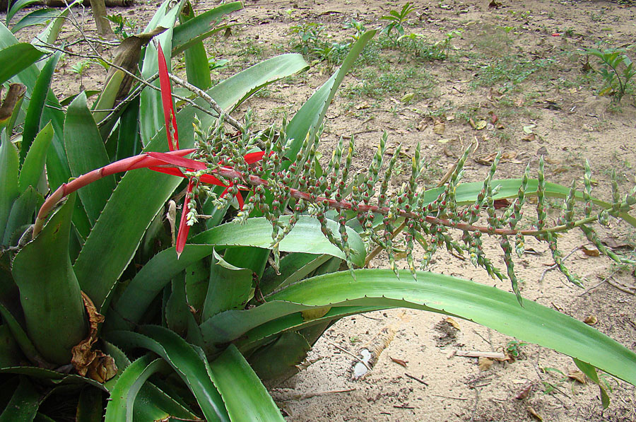 Aechmea-bracteata-—-bromelia-de-Panama Las flores tropicales más hermosas de Panamá: colores, formas y maravillas naturales