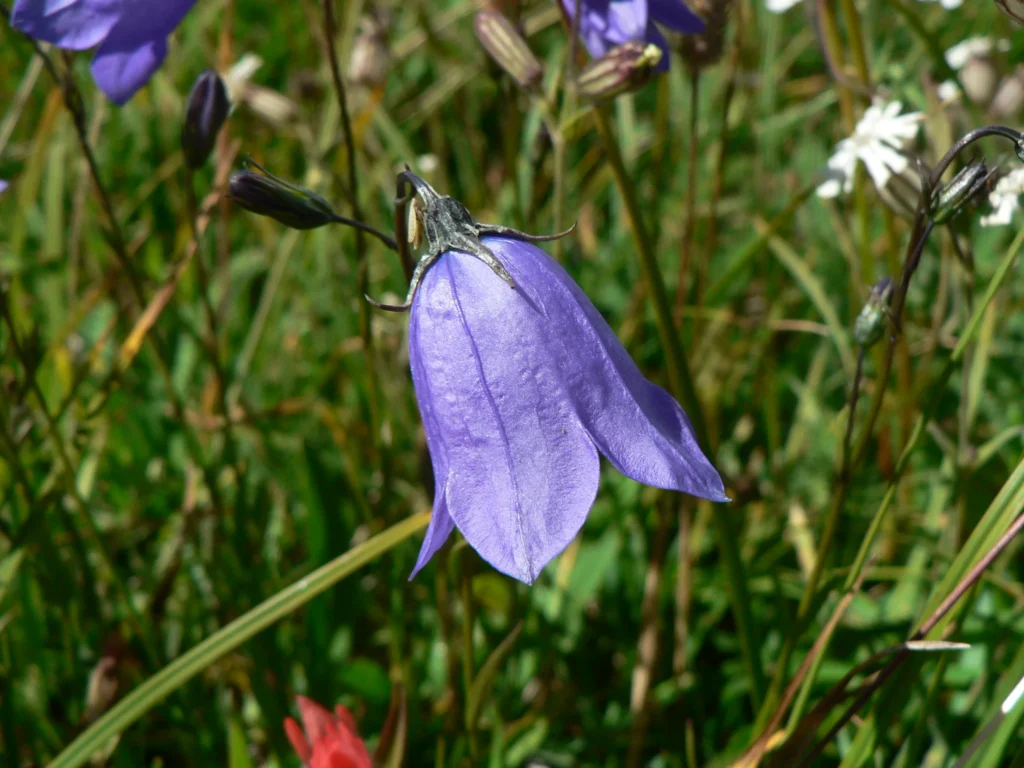Campanula_rotundifolia_21739-1-compressed-1024x768 Las flores azules más extraordinarias del mundo: tonos naturales que parecen imposibles