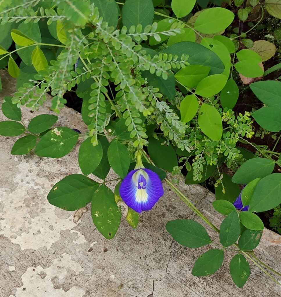 Clitoria_ternatea_flower_in_blue_colour-967x1024 Las flores azules más extraordinarias del mundo: tonos naturales que parecen imposibles