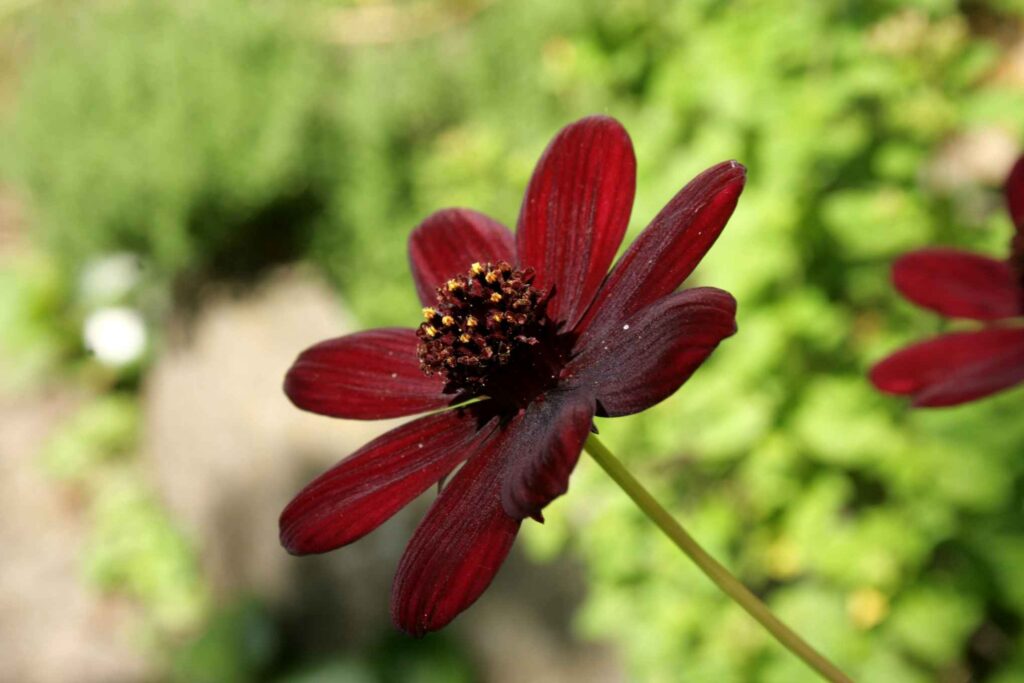 Cosmos-atrosanguineus-flower_11zon-1024x683 Flores con colores imposibles: los tonos más sorprendentes de la naturaleza