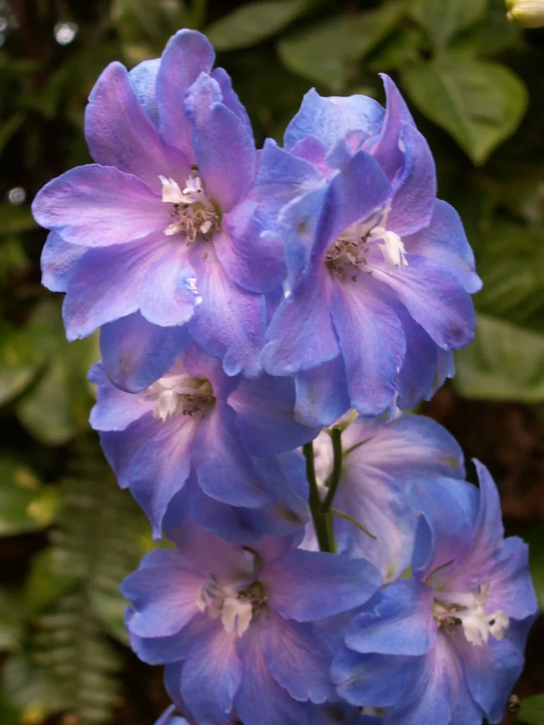 Delphinium_elatum_Guardian_Blue_Phipps_Conservatory_2015-03-25_01-compressed-768x1024 Las flores azules más extraordinarias del mundo: tonos naturales que parecen imposibles
