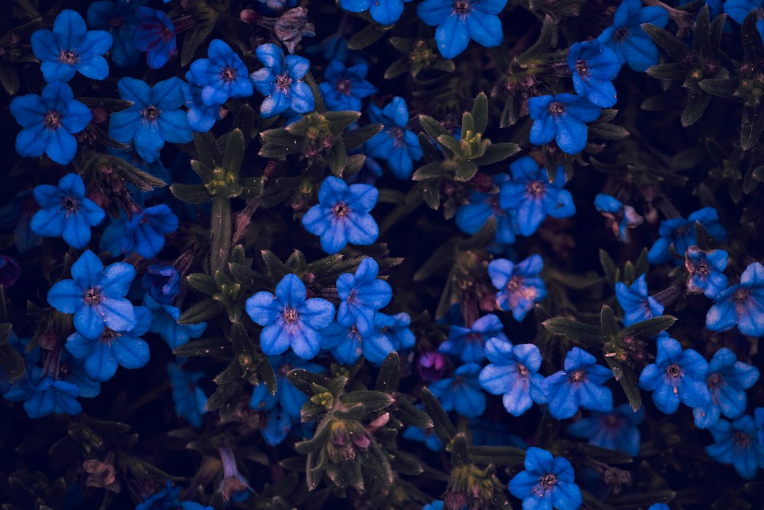 Grupo de flores azules con hojas verdes