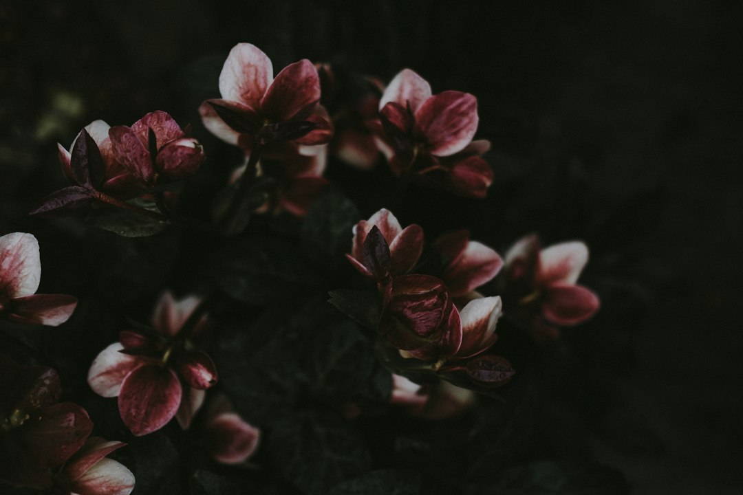 Flores ornamentales de tonos oscuros y aspecto inusual