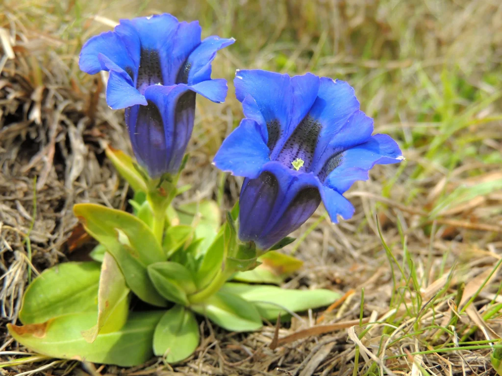 Gentiana_acaulis_34693824681-compressed-1024x768 Las flores azules más extraordinarias del mundo: tonos naturales que parecen imposibles