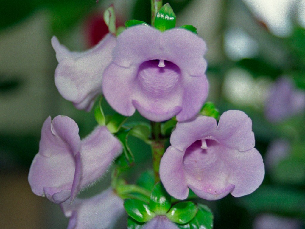 Gloxinia-perennis-E28094-flor-acampanada The Most Extraordinary Amazon Flowers: Hidden Wonders of the Rainforest
