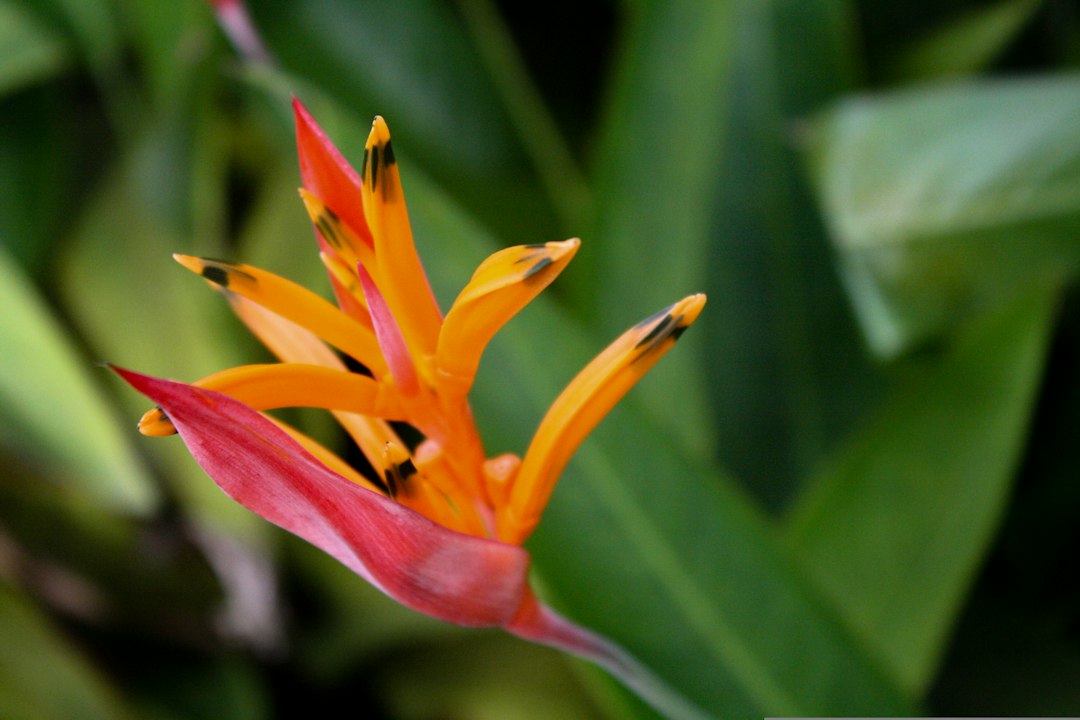 Inflorescencia roja y anaranjada de una heliconia tropical