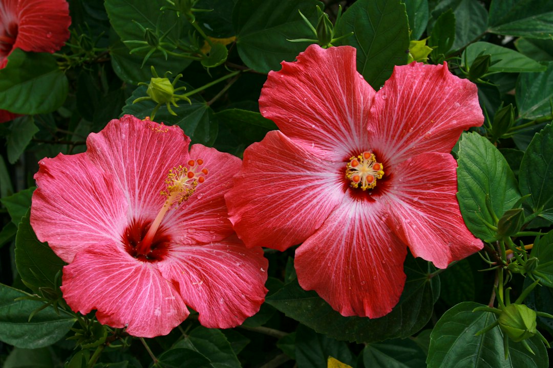 Hibisco-tropical-rojo Las flores tropicales más hermosas de Panamá: colores, formas y maravillas naturales