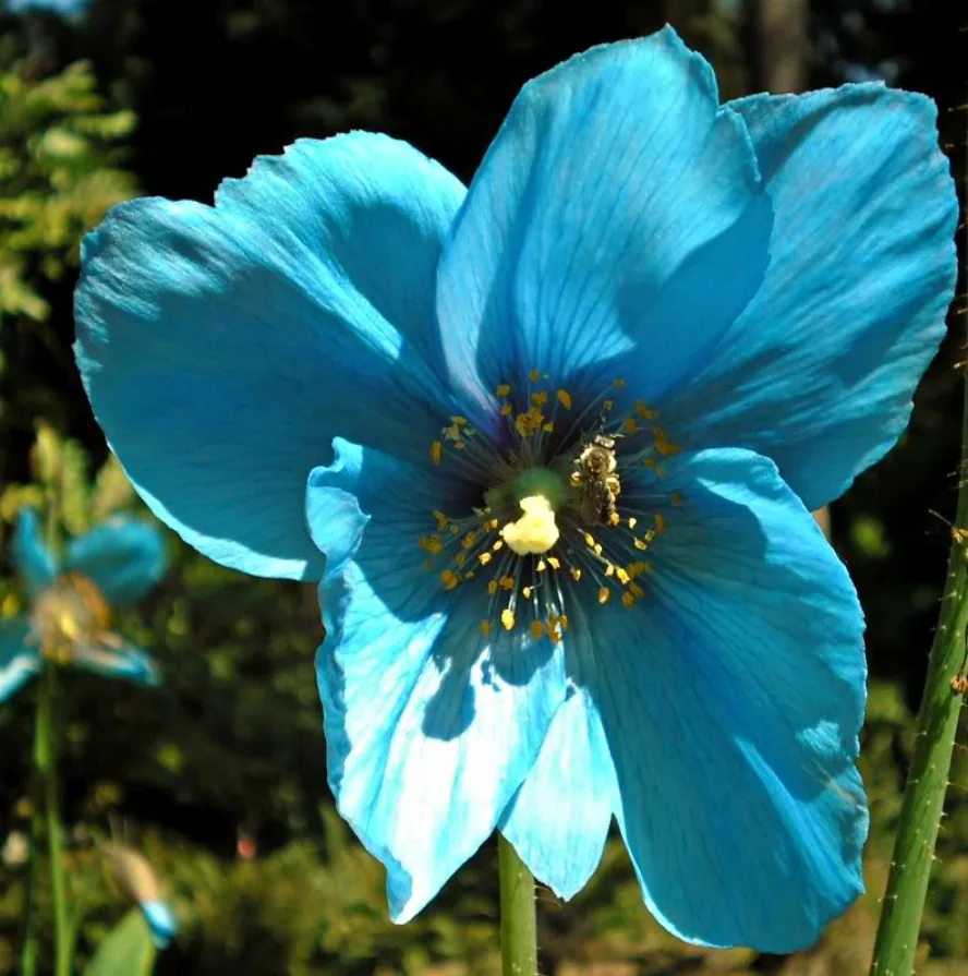 Himalayan_Blue_Poppy_-_Meconopsis_betonicifolia-compressed Las flores azules más extraordinarias del mundo: tonos naturales que parecen imposibles