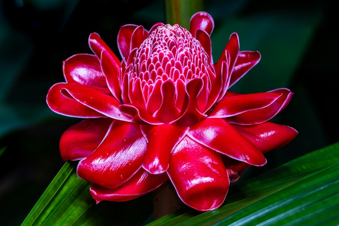 Jengibre-ornamental-rojo Las flores tropicales más hermosas de Panamá: colores, formas y maravillas naturales