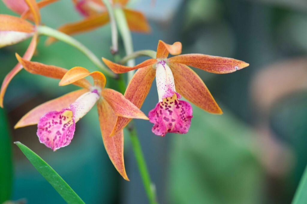Multi-colored_orchids_28107048233_11zon-1024x683 Flores con colores imposibles: los tonos más sorprendentes de la naturaleza
