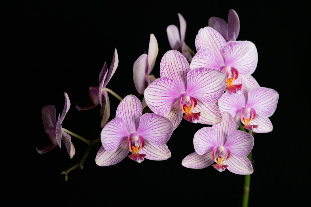Orquidea-tropical-%E2%80%94-imagen-ilustrativa Las flores más extraordinarias de la Amazonía: maravillas ocultas de la selva