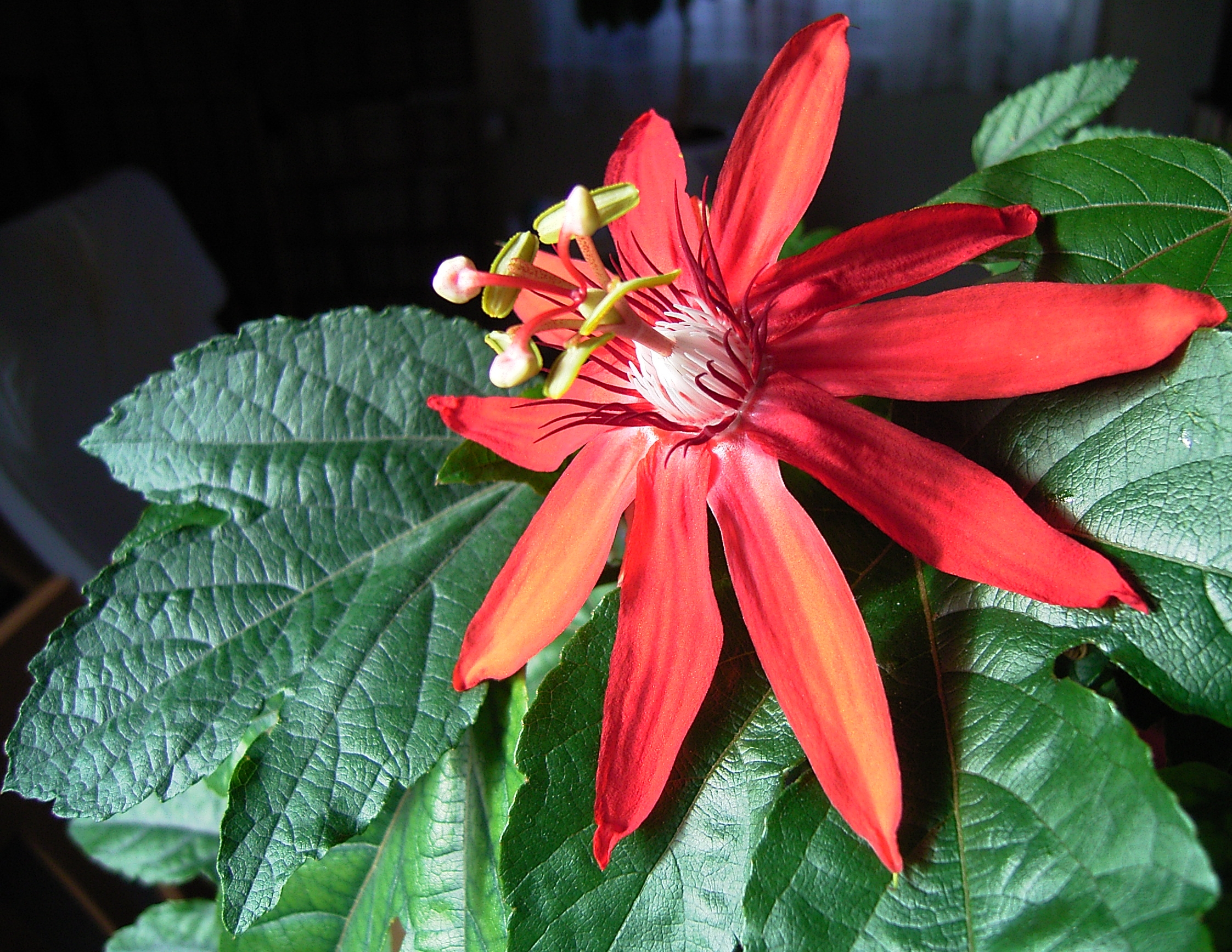Passiflora-vitifolia-—-pasiflora-roja Las flores tropicales más hermosas de Panamá: colores, formas y maravillas naturales