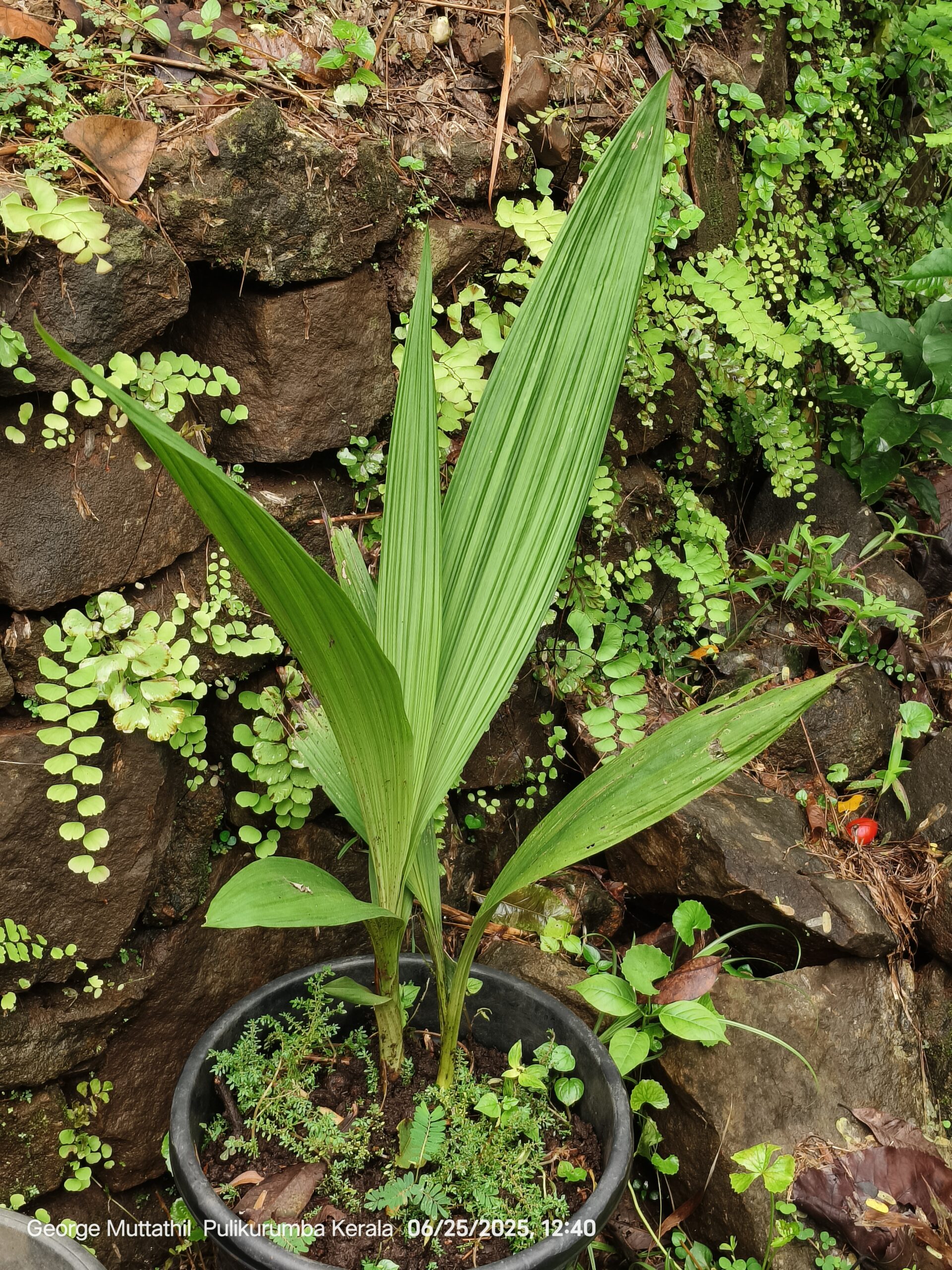 Peristeria-elata-—-George-Muttathil-Pulikurumba-scaled Panama’s Holy Ghost Orchid: The National Flower