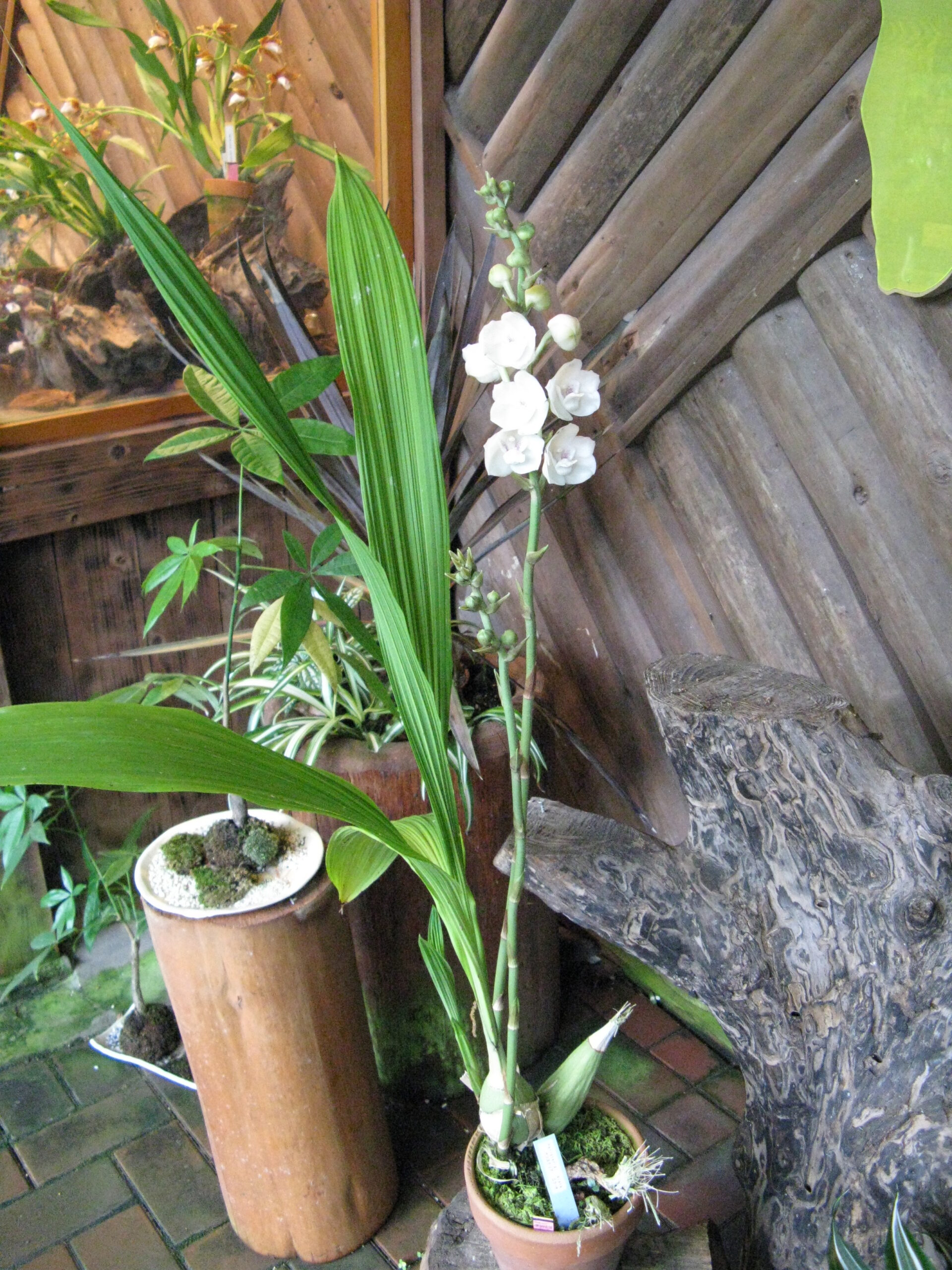 Flores de Peristeria elata, orquídea nacional de Panamá