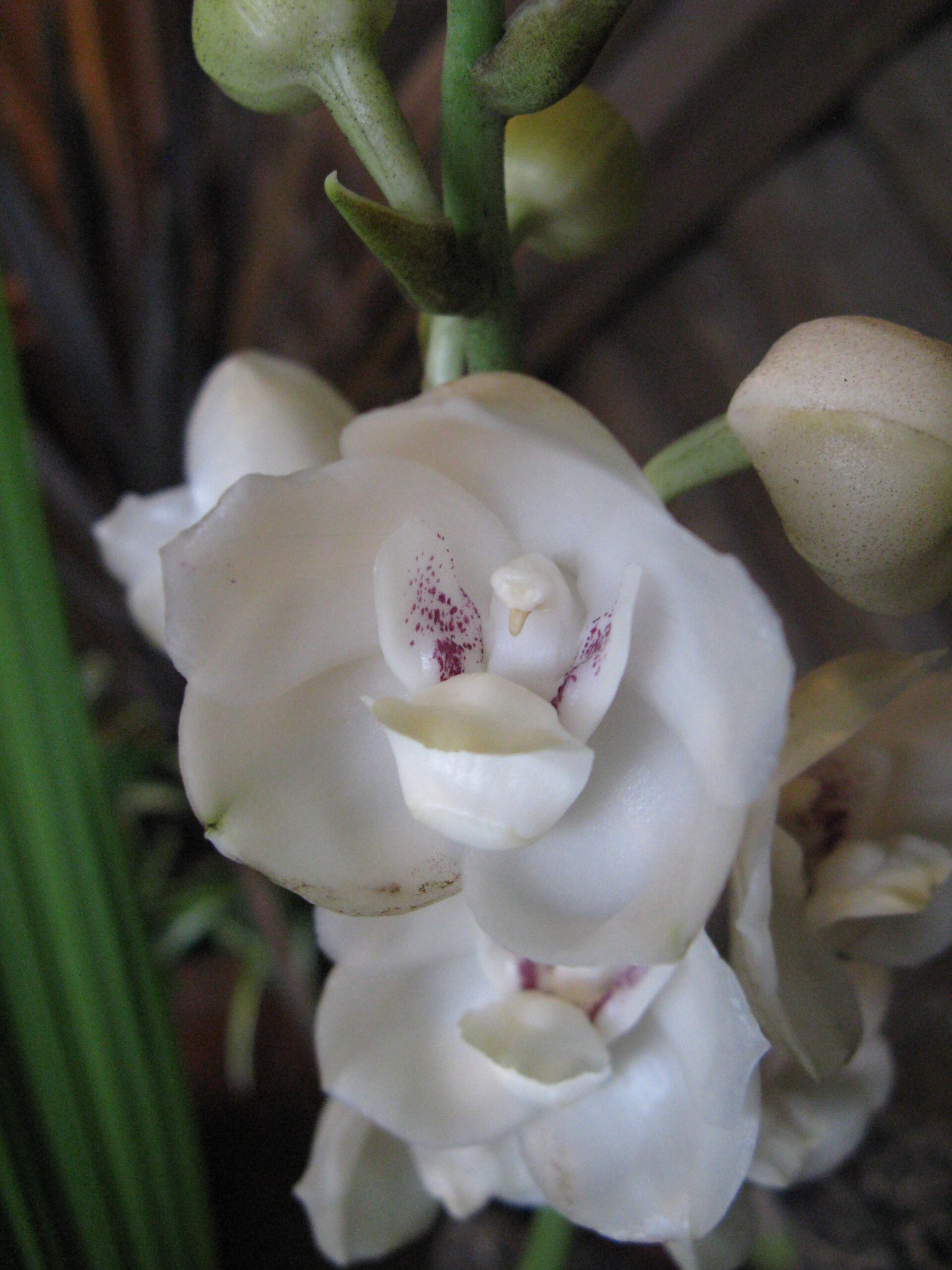 Peristeria-elata-—-KENPEI-segunda-fotografia-scaled La Flor del Espíritu Santo, la orquídea nacional de Panamá