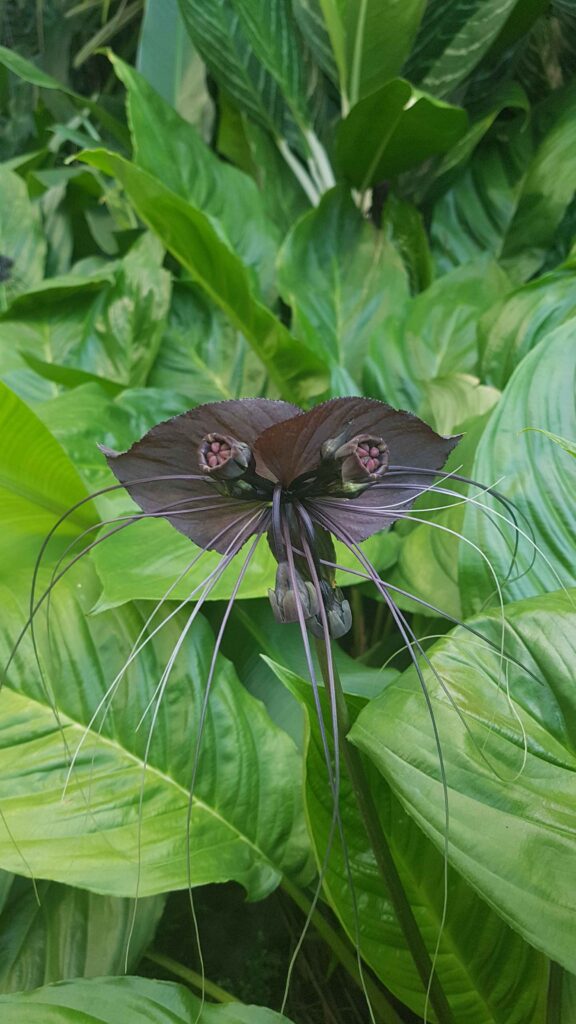 Tacca_chantrieri_black_bat_flower_11zon-576x1024 Flores con colores imposibles: los tonos más sorprendentes de la naturaleza