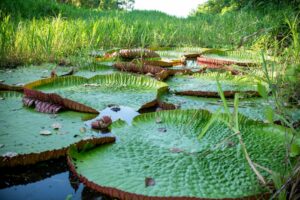 Nenúfar gigante Victoria amazonica en un entorno acuático amazónico