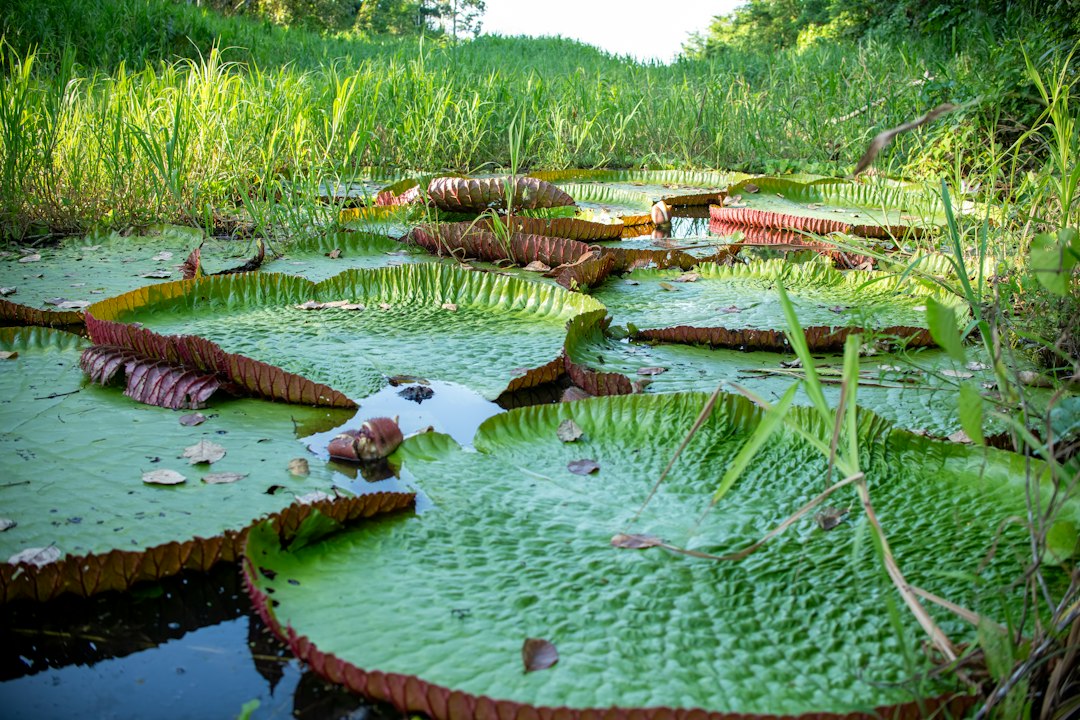 Nenúfar gigante Victoria amazonica en un entorno acuático amazónico