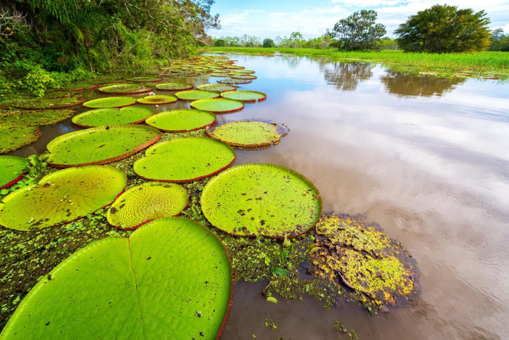 nenufar-gigante-1024x684 Las flores más extraordinarias de la Amazonía: maravillas ocultas de la selva